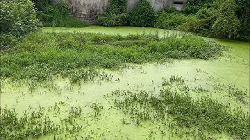 Nhái hơi vịt bầu nổi 3/4 nhấp lắc ao bèo tấm và cái kết #nhaihoivitbau #ngoctntbanleuytin