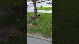 The Cat and the Crow