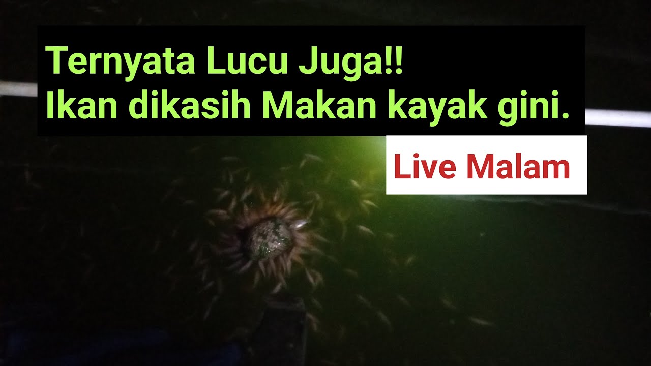 Ternyata Lucu Juga!! Ikan dikasih Makan kayak gini.
