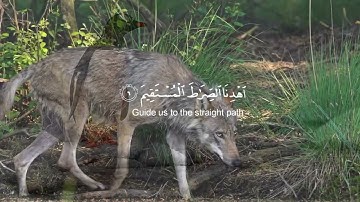 سورة الفاتحة ✨❤️#قرآن #قران_كريم #quran