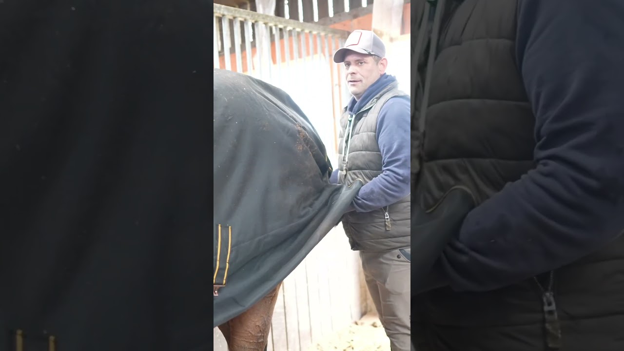 Wallach oder Stute ?