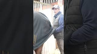 Wallach Oder Stute ?