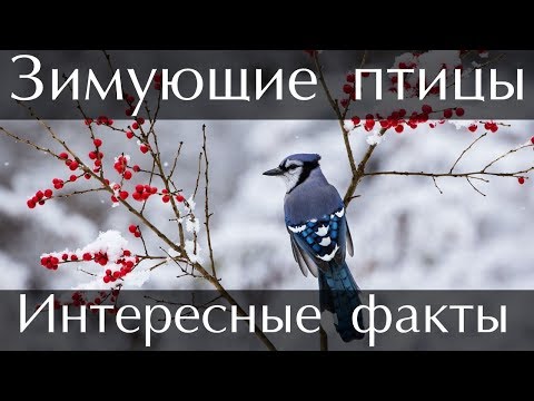 Интересные факты о Зимующих Птицах