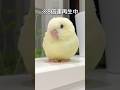 20秒でサザナミインコがどんな鳥か分かる動画 #shorts