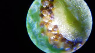 Fern annulus flinging spores