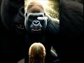 New hollywood movies trailerstrailers 2026 | King Kong 2026King Kong jungle fightgiant gorilla movie