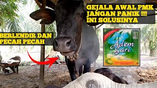 mengatasi gejala awal PMK/ Penyakit Kuku dan Mulut pada sapi atau lembu