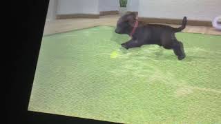 Download Lagu petz countryside meet Luke MP3