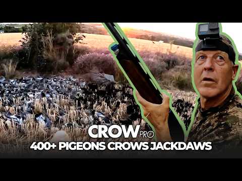 400+ Bird Mixed Bag: Pigeons, Crows & Jackdaws with Andy Crow | CROWpro EP30