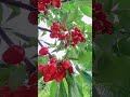 Cherries come for you, peaches bring you joy! #AbundantFruit #Cherry