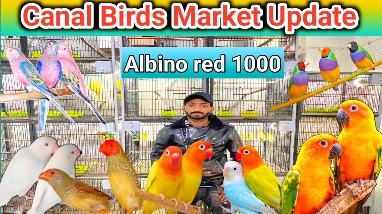 Sunday Birds Market sa sasti Birds Market ❤️ ll Deal Lg gy Big Brids 🥰 03096188063🥰
