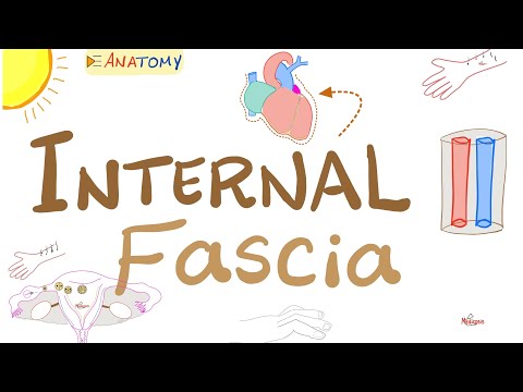 What’s the Internal Fascia?! | Anatomy