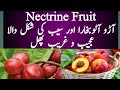 Nectrine fruit #short @KitchenGardening206 @treeislife93 indian farming