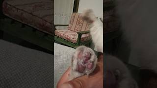 Bulutun patisi iltihablanmış veterinere gidiyoruz.