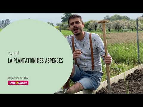 Vidéo: Comment faire pousser des asperges blanches : guide de culture des asperges blanches