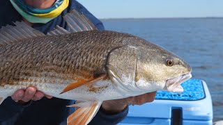 Redfish and Dinner at Kathi's Krab Shack