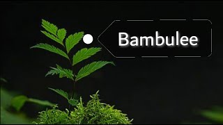 Bambulee by blue nation gwijotiktok Sound