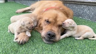 Golden Retriever puppies show strong love for their father