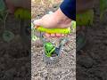 Planting young vegetable seedlings using a handheld soil digger in a cultivated garden bed