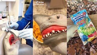 Shark Puppet Most Funny Tik Toks | All Shark Puppet TikTok