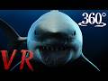 【360°VR】Shark Attack Loop
