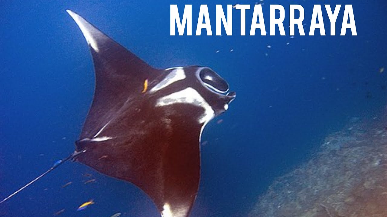 Mantarraya gigante oceánica - YouTube