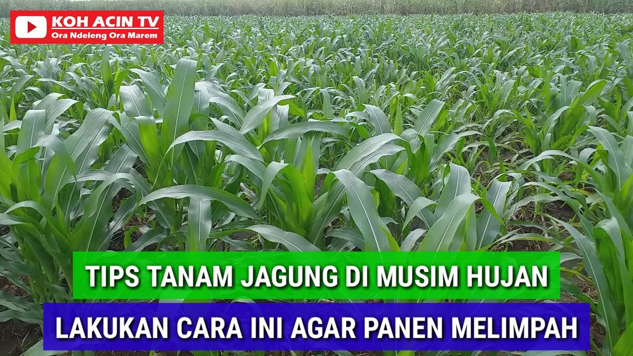 TANAM JAGUNG MUSIM HUJAN LAKUKAN CARA INI AGAR PANEN MELIMPAH