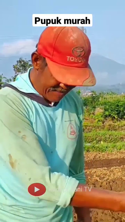 jangan ragu pemberian pupuk dolomit