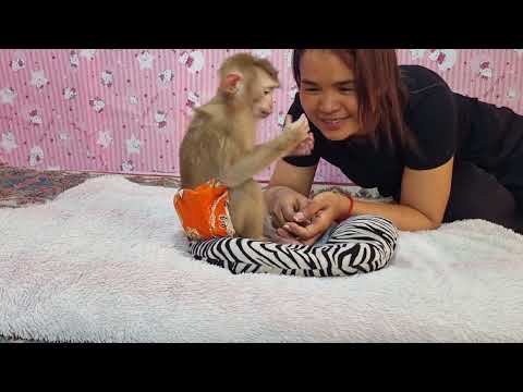 Sweet baby monkey Yoya and mom take care