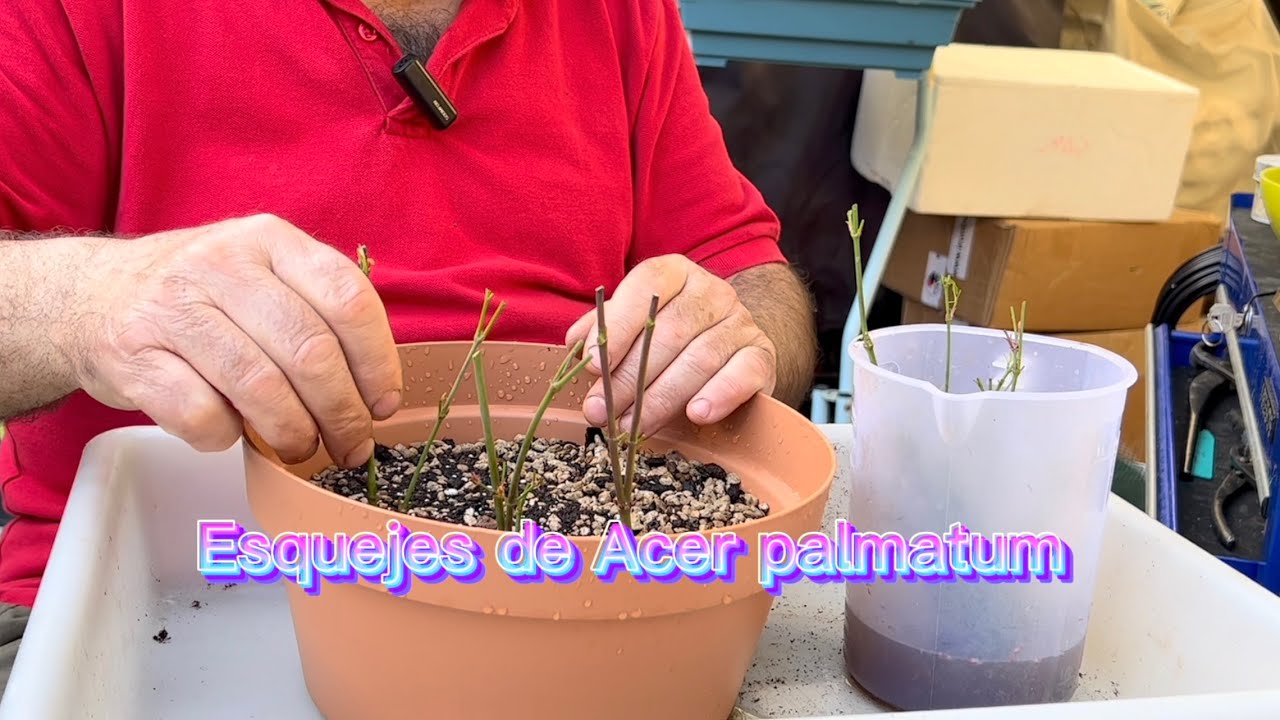 🌿  Esquejar Acer palmatum tan fácil
