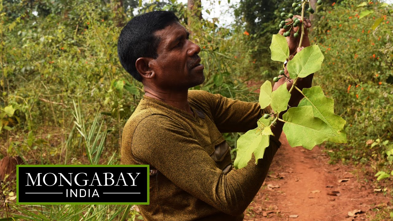 Teak Forest Trouble In Kandhamal YouTube Teak Forest Trouble In Kandhamal YouTube