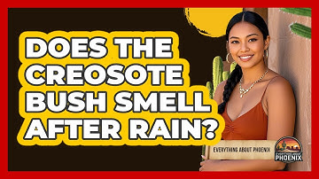Does the Creosote Bush Smell After Rain?