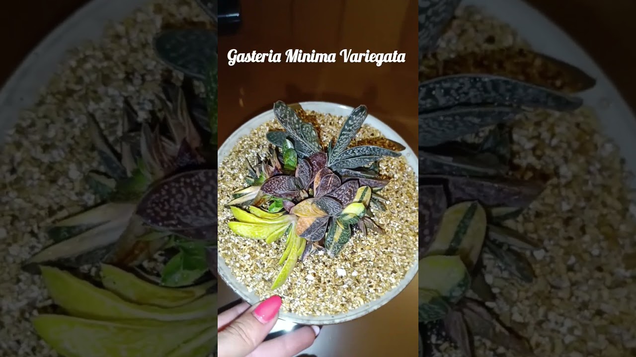 Gasteria Minima Variegata 