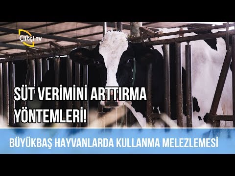 Video: Süt Verimi Nasıl Artırılır