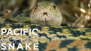Wildlife Feature | Pacific Gopher Snake