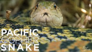 Wildlife Feature Pacific Gopher Snake