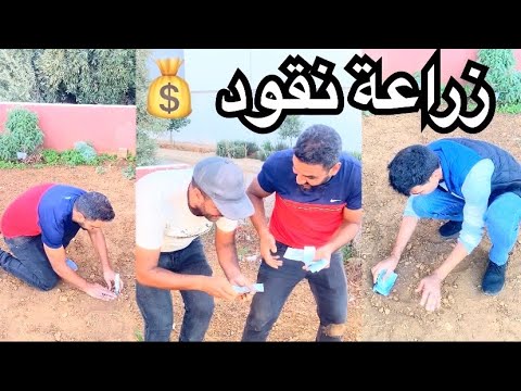 تفرقيشة ديل لكوانب زراعة الأموال حميدالبناي