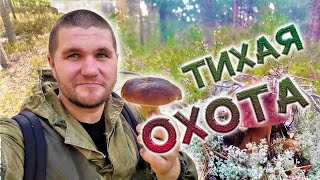 видео: ГРИБЫ !!! ЛЕНИНГРАДСКАЯ ОБЛАСТЬ ! ВЫБОРГСКИЙ РАЙОН картинка: ГРИБЫ !!! ЛЕНИНГРАДСКАЯ ОБЛАСТЬ ! ВЫБОРГСКИЙ РАЙОН