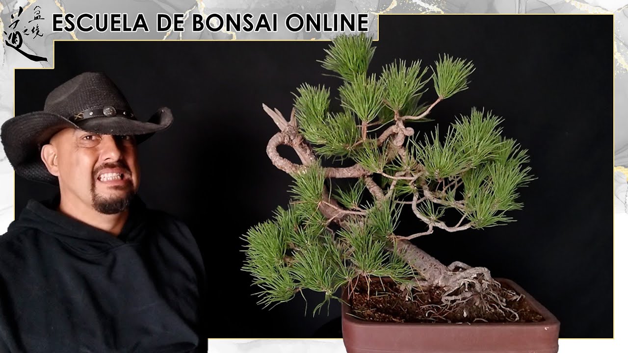 Convirtiendo en Bonsai Pino Piñonero de vivero - PRIMERA RAMA