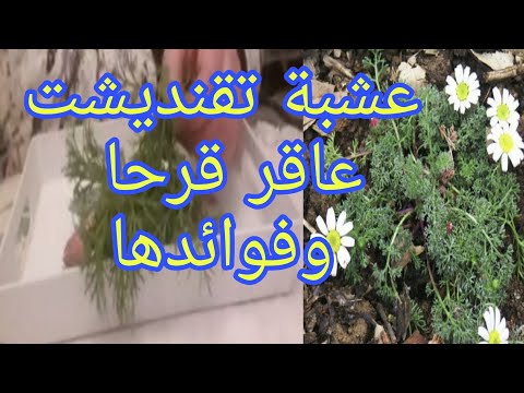 عشبة تقنديشت عاقر قرحا للحمل ألم الأسنان مرض السرطان نزيف اللثة فوائد عديدة