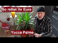 Yucca Palme richtig schneiden und Stecklinge ziehen Entwicklung nach 1,5 Jahren - Palmen stutzen