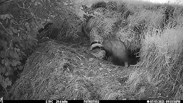 New Forest Explorers Guide - Badger brings back bedding