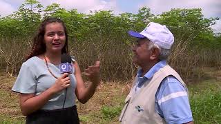 Embrapa Desenvolve Nova Variedade De Mandioca