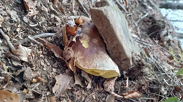 Quanto costa un kg di funghi porcini freschi?