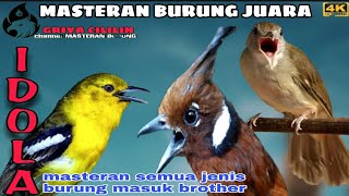 MASTERAN MURAI BATU _ Cililin vs Kapas Tembak vs Sirtu / Cipoh ! BURUNG GACOR