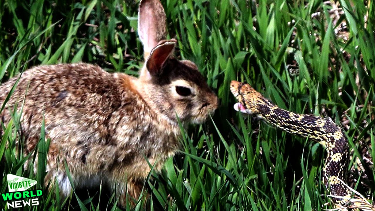 Rabbit vs Snake YouTube