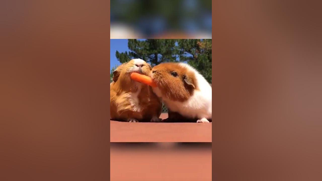 Hilarious Guinea Pig Steals Food! #Shorts