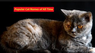 Kitten Names - 42 TOP & BEST 💚 Ideas For Girl ✔️ Boy ✔️ #CatNames #PetNames by Anim_Kin 139 views 7 months ago 2 minutes, 59 seconds