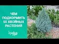 Чем подкормить 50 хвойных растений