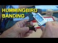 Hummingbird Banding Catch and Release and Birding in Arizona